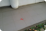 SAR DESIGN BUILD - Investigasi Struktur Bangunan Gedung "Destructive Test"